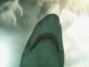 Picture of a shark