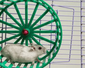 Hamster Wheel - pr