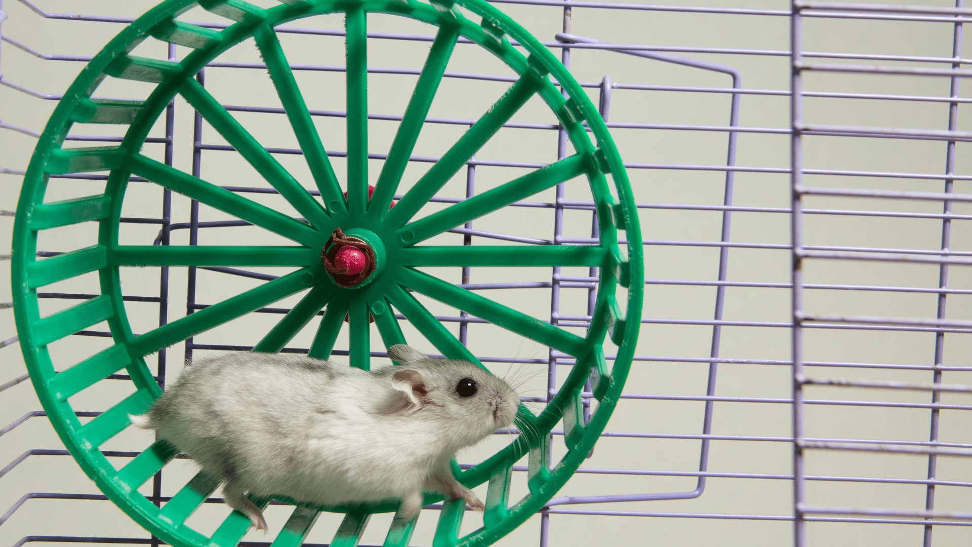 Hamster Wheel - pr