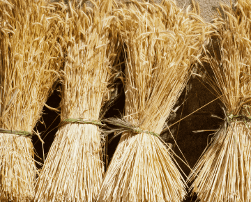 Picture of gathering wheat